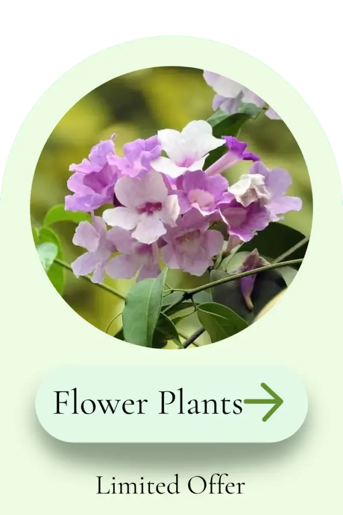 Purple flowering plant category card