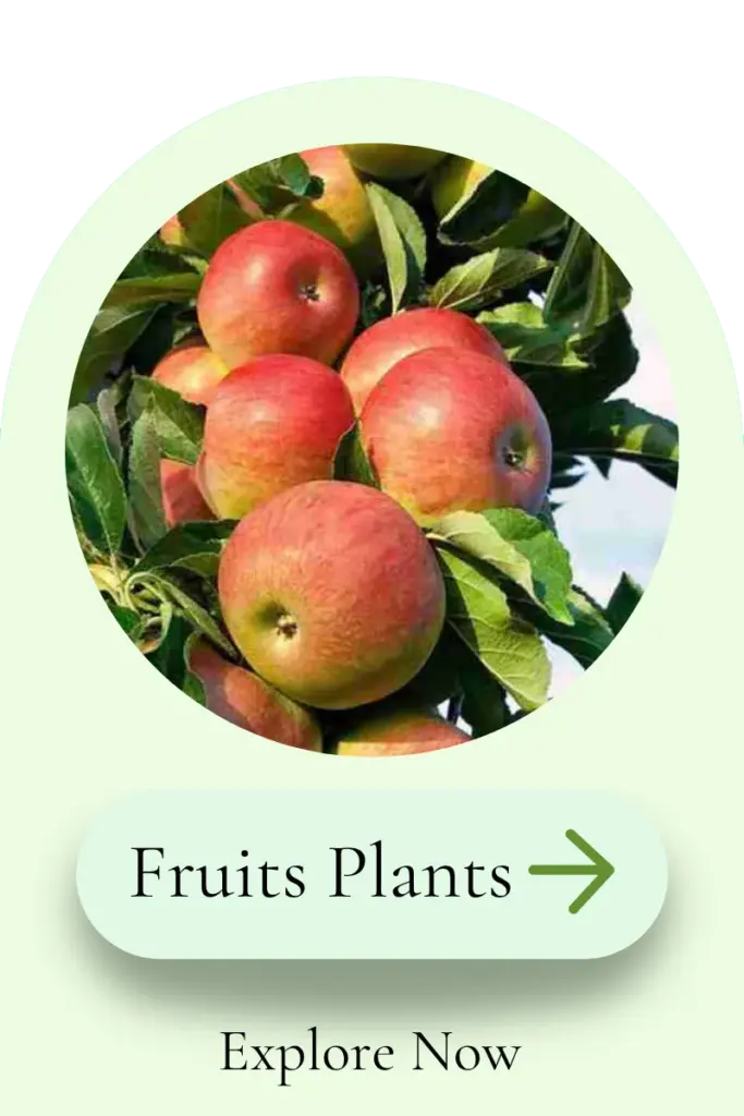 Fresh apple fruit plant with healthy fruits