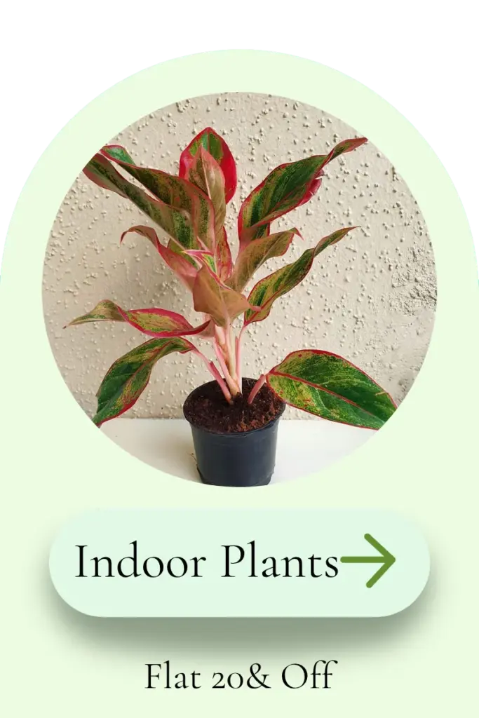 Indoor aglaonema plant category card