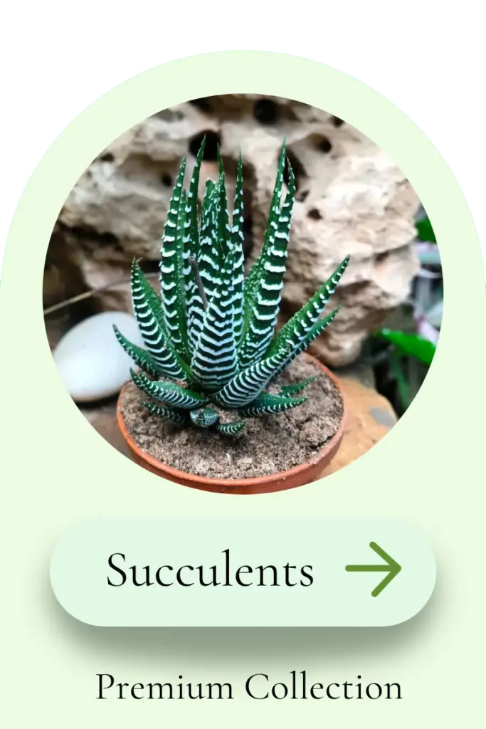 Zebra haworthia succulent plant in small pot
