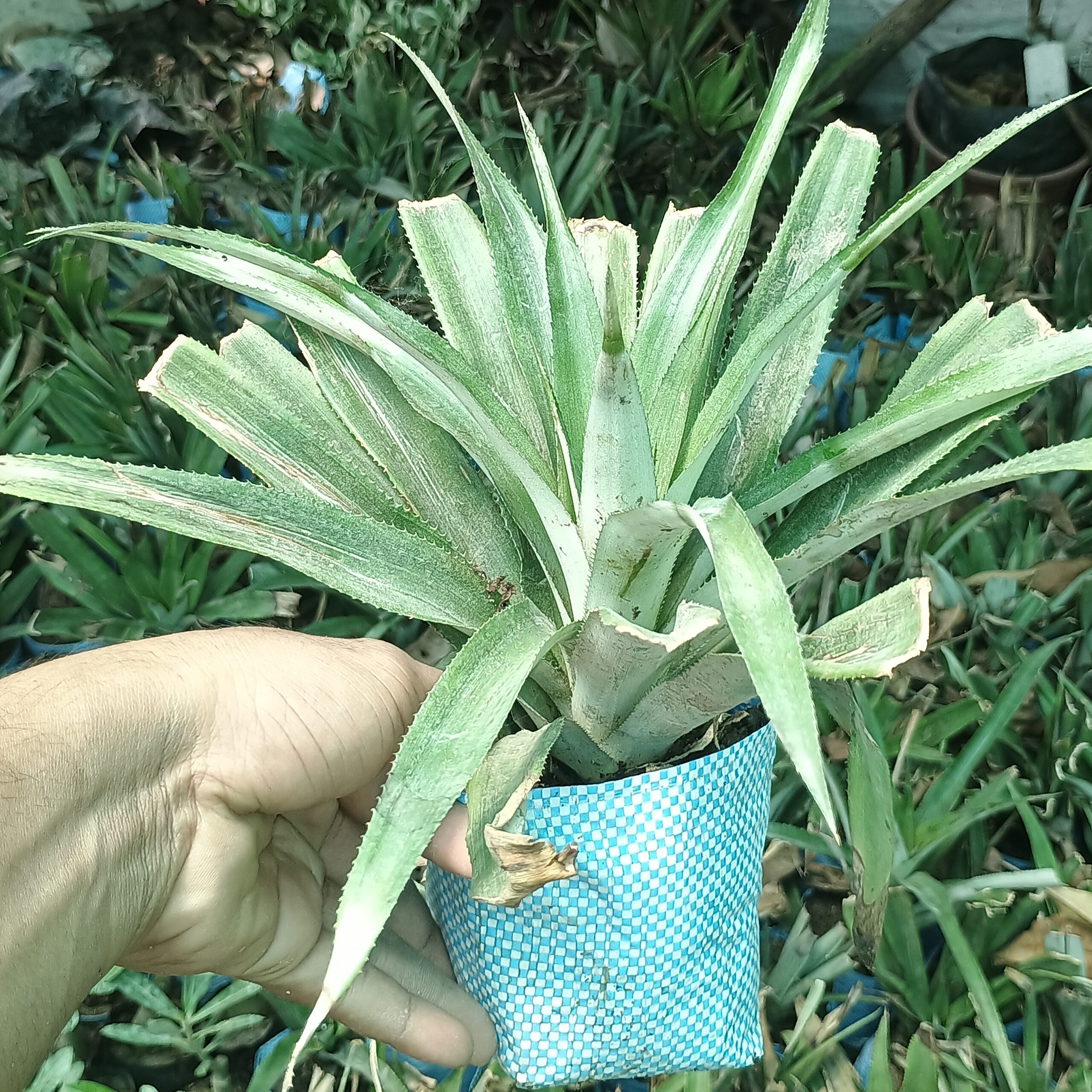 Young pineapple plant sapling growing in nursery grow bag