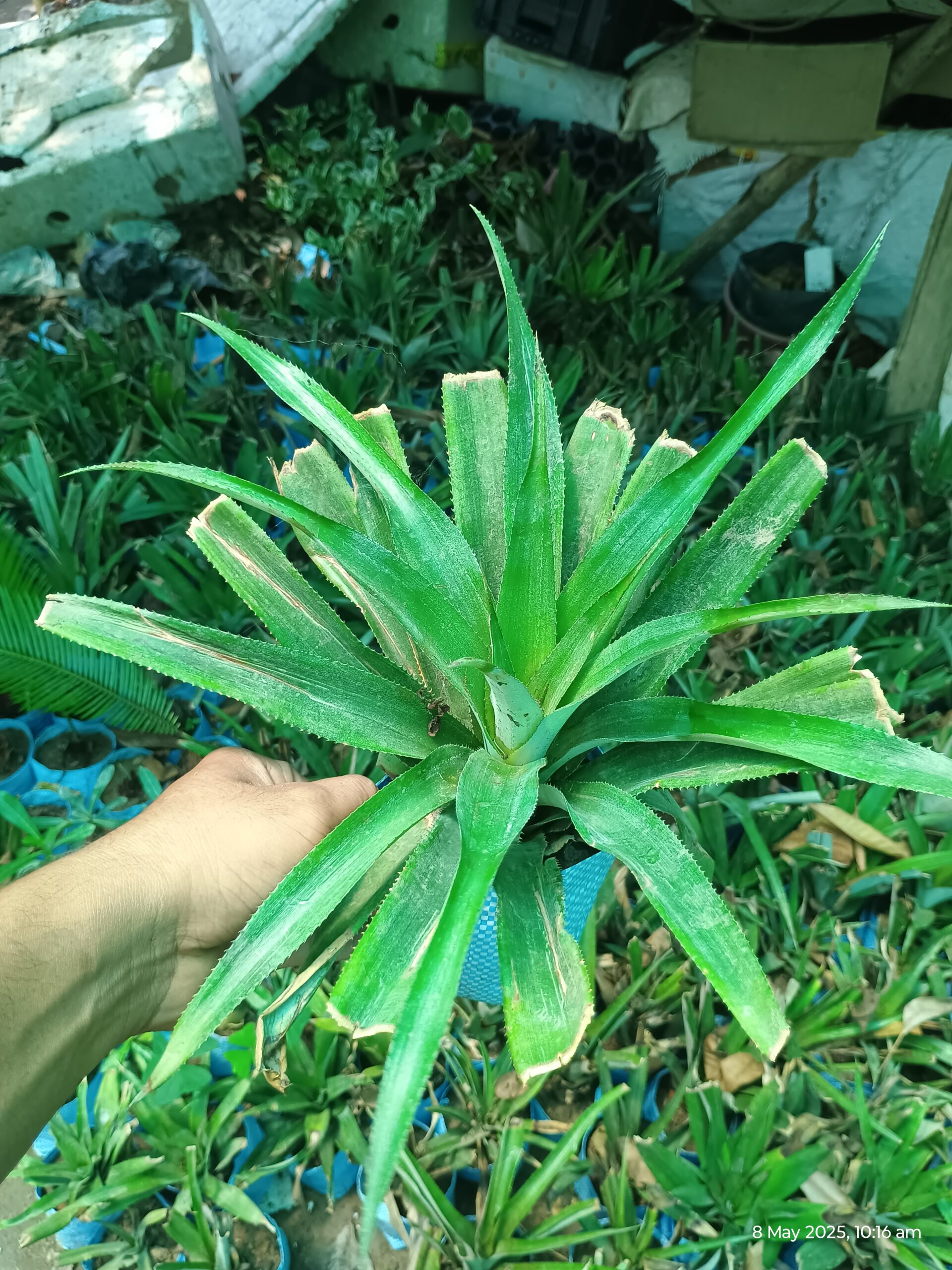 Healthy live pineapple plant sapling with spiky green leaves in nursery
