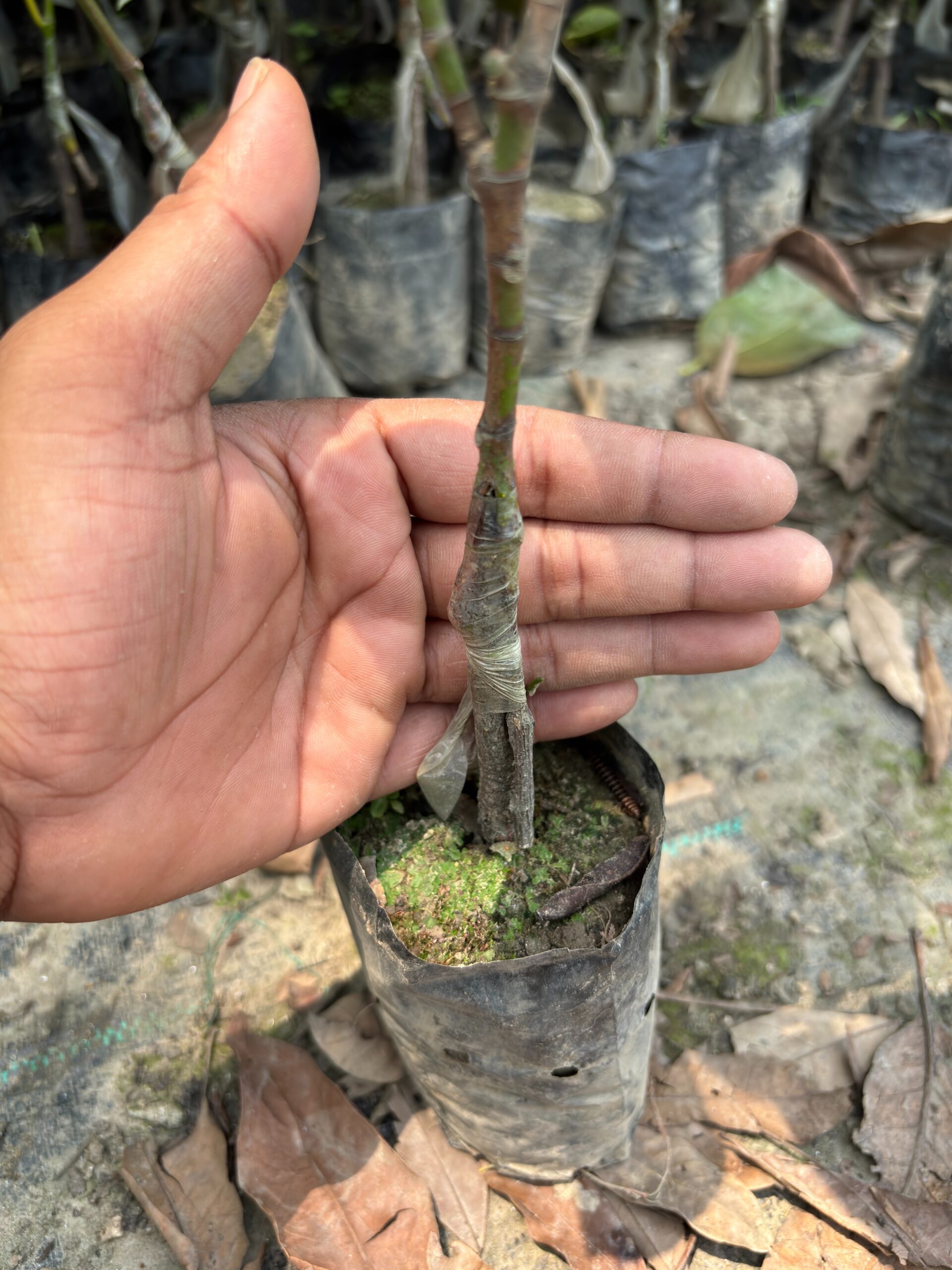Close-up view of grafted Red Jackfruit plant stem and grafting joint