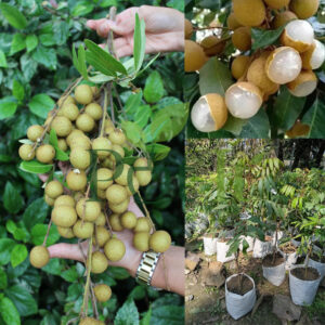 Healthy live Longan fruit plant with fresh tropical longan fruits and nursery saplings