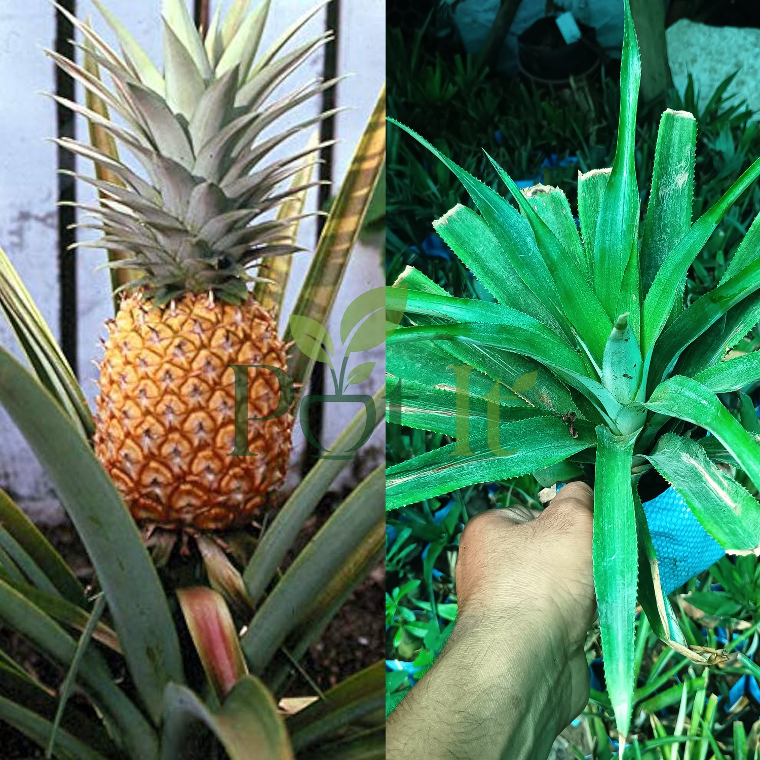 Healthy pineapple fruit plant with ripe pineapple fruit and tropical foliage
