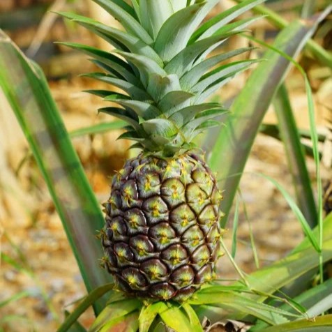 Young pineapple fruit growing naturally on healthy tropical pineapple plant