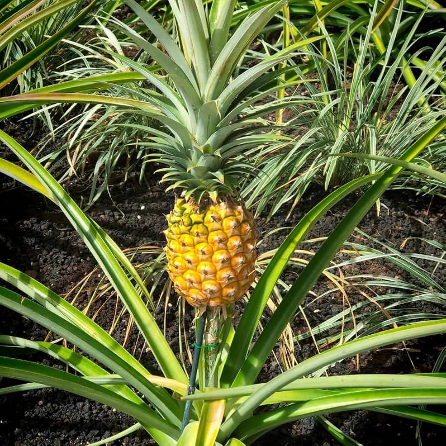 Young live Pineapple plant sapling with healthy spiky foliage growing in a nursery grow bag suitable for outdoor planting.