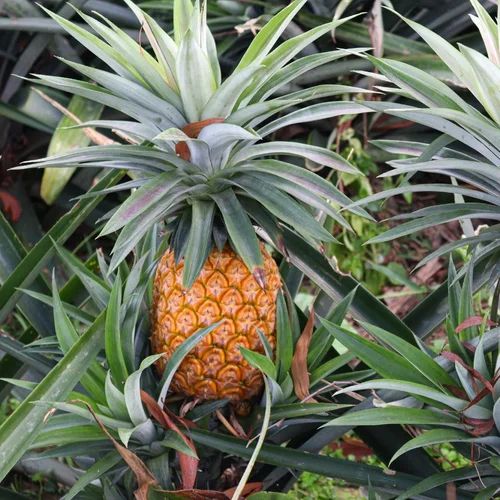 Healthy pineapple fruit growing among tropical pineapple plant foliage