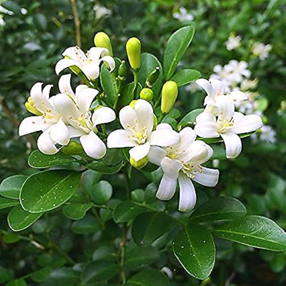 Kamini plant with white flowers