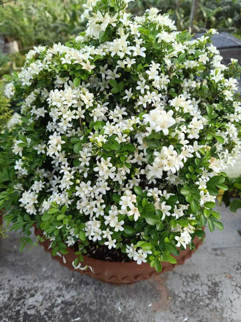 Kamini plant with white flowers