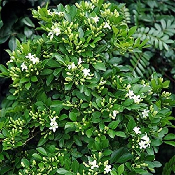 Kamini plant with white flowers