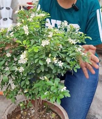 Kamini plant with white flowers
