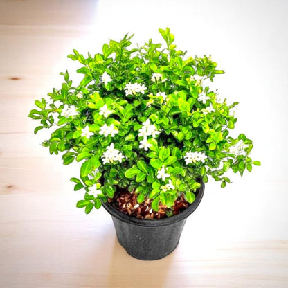 Kamini plant with white flowers