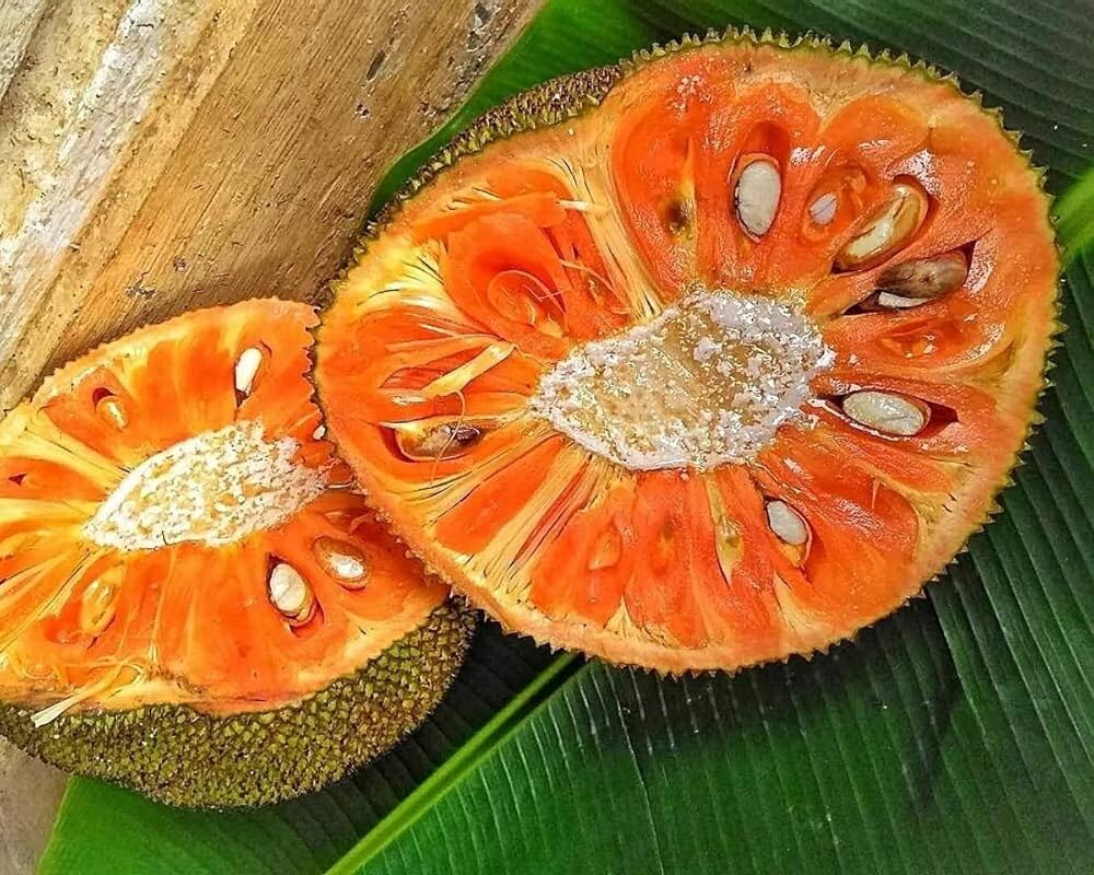 Fresh red jackfruit cut open showing bright orange fruit flesh and seeds