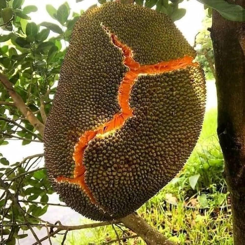 Large ripe Red Jackfruit with orange flesh naturally splitting on tree