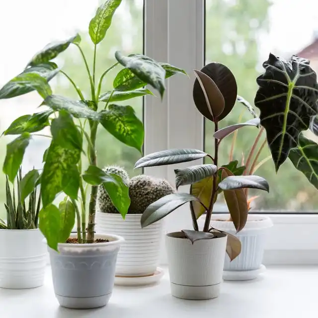 Indoor Houseplants Near Window in Modern Home Decor