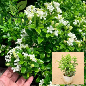 Kamini plant with fragrant white flowers and glossy green leaves in nursery pot
