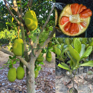 Healthy Red Jackfruit plant with large tropical jackfruits and nursery sapling