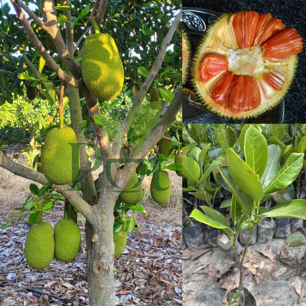 Healthy Red Jackfruit plant with large tropical jackfruits and nursery sapling