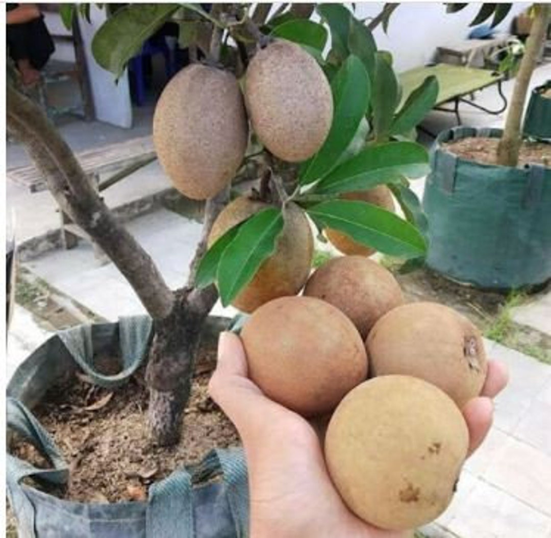 Fresh chikoo fruits harvested from sapota fruit plant