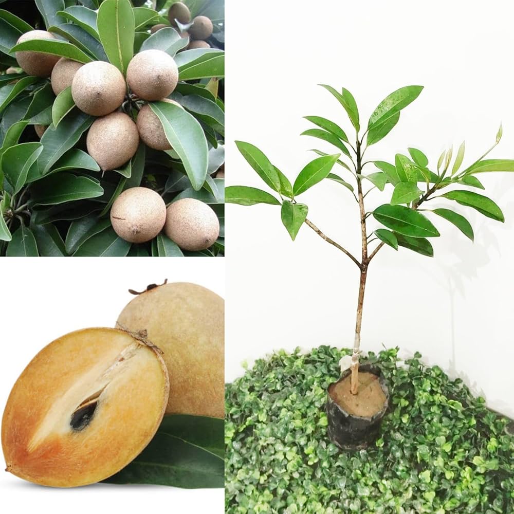 Live sapota fruit plant with chikoo fruits and healthy grafted sapling