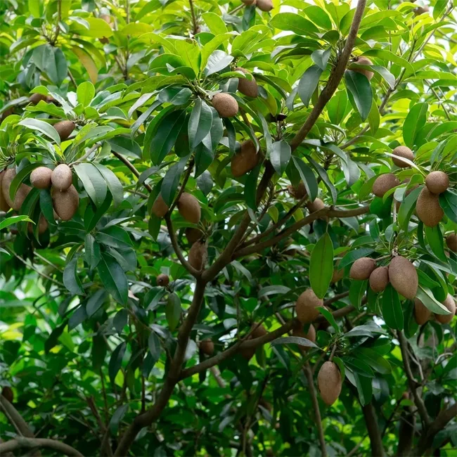 Sapota fruits growing naturally on healthy chikoo tree branches