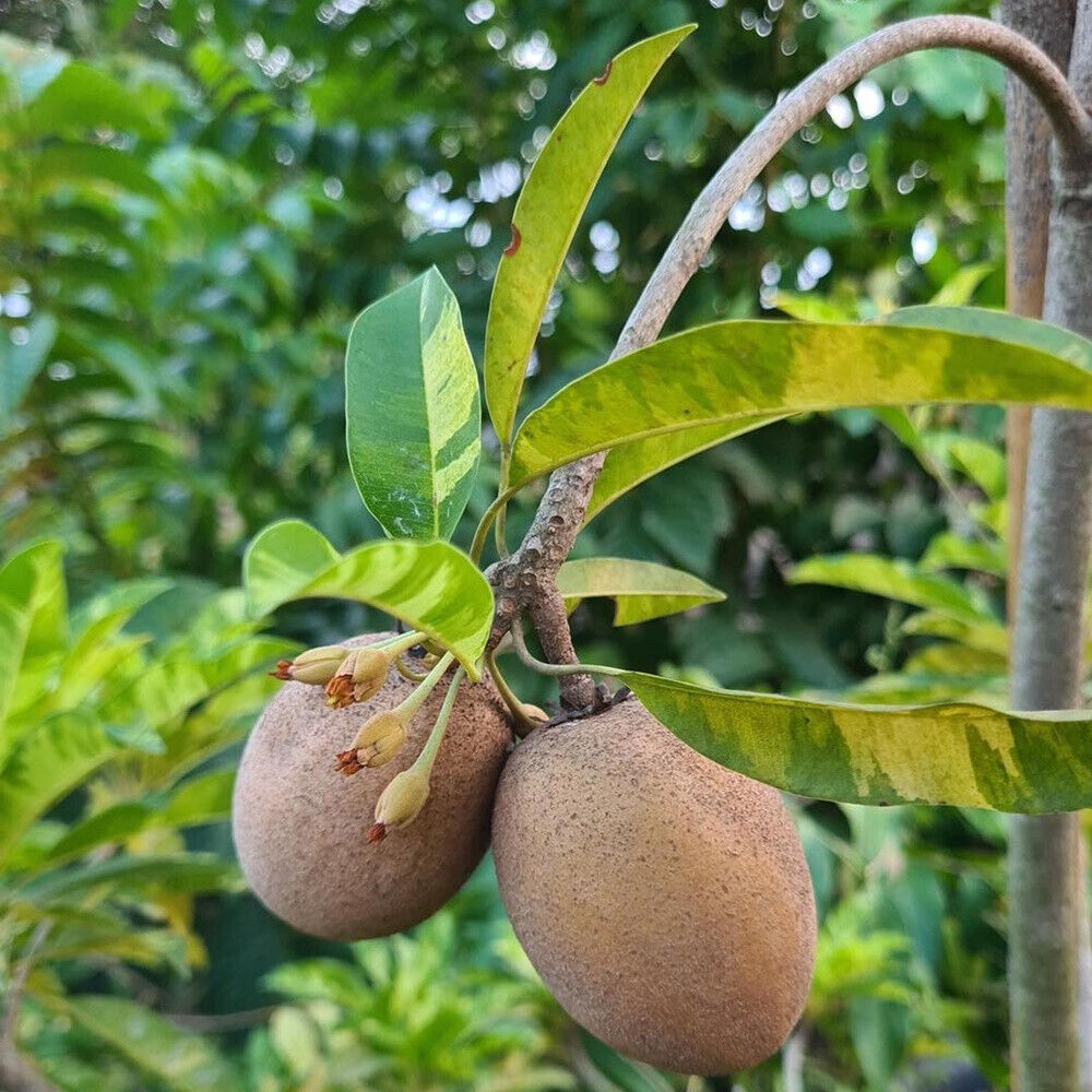 Closeup of ripe sapota fruits hanging on chikoo plant branch