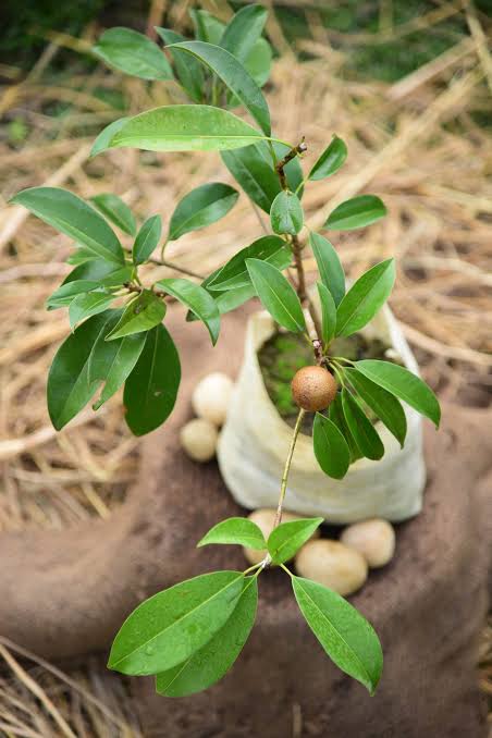 Young sapota plant sapling growing in nursery bag