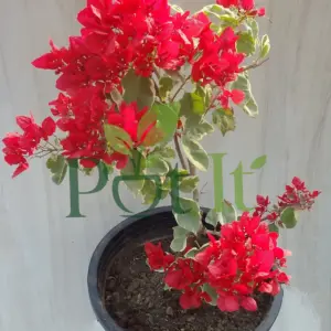 Variegated red bougainvillea live plant in black nursery pot
