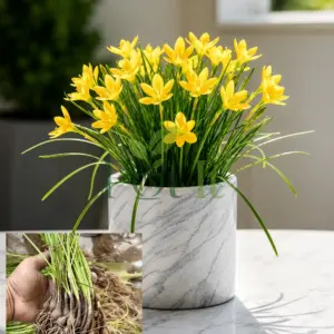 Yellow Rain Lily flowers in pot with healthy rooted bulbs