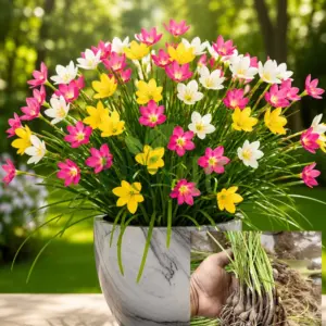 Mixed pink, white, and yellow rain lily flowers blooming in a decorative pot