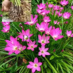 Handpicked Pink Rain Lily bulbs pack of 10 ready for planting