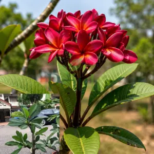 Red Plumeria flowers blooming on a healthy Frangipani plant with glossy green leaves in a garden setting.