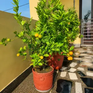 Fruit bearing Sweet Orange Plant (Citrus sinensis) growing in a terracotta pot with multiple orange and green fruits on a sunny terrace garden.