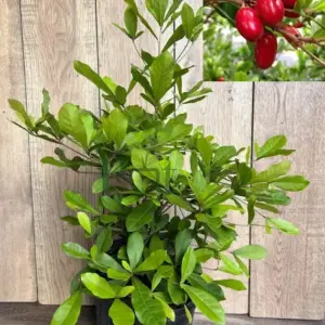 Potted Miracle Fruit plant (Synsepalum dulcificum) with glossy green leaves and an inset image showing ripe red miracle berries.
