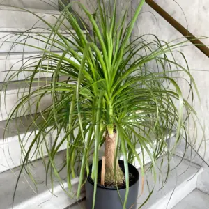 Healthy Ponytail Palm plant in black pot with long cascading green leaves and swollen trunk indoors.