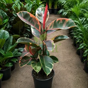 Ficus Elastica Ruby variegated rubber plant with pink, cream and green leaves growing in a black nursery pot