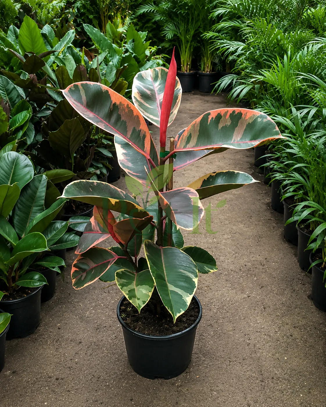 Ficus Elastica Ruby variegated rubber plant with pink, cream and green leaves growing in a black nursery pot