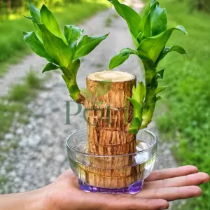 Brazilian Wood (Dracaena fragrans) cane cutting growing fresh green shoots in a glass water bowl