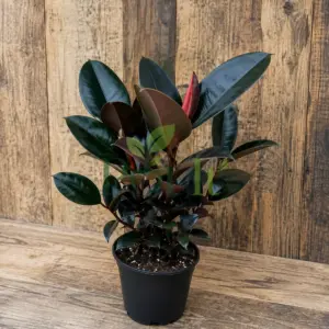 Healthy Black Rubber Plant with glossy dark burgundy leaves and red new growth in a nursery pot.