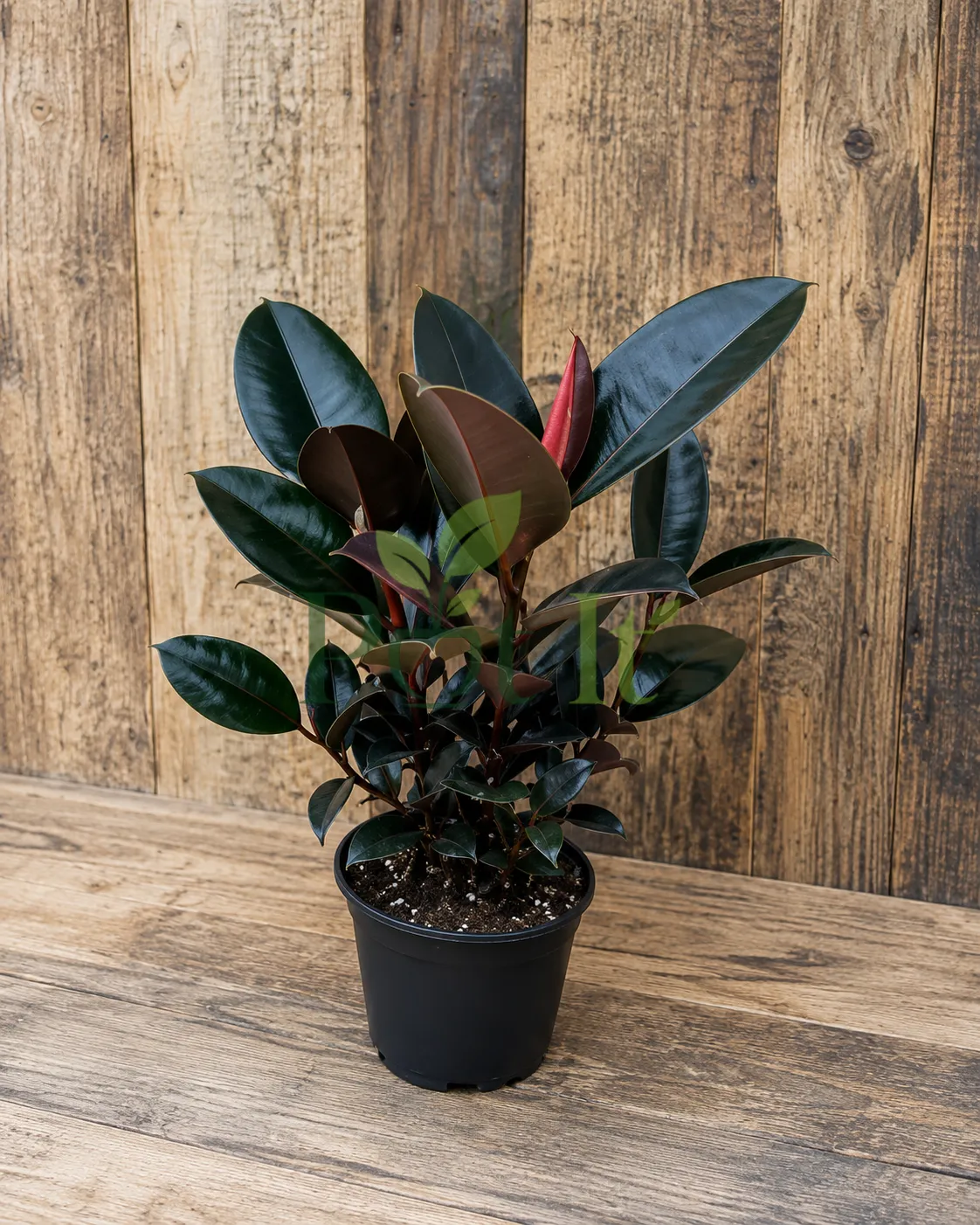 Healthy Black Rubber Plant with glossy dark burgundy leaves and red new growth in a nursery pot.