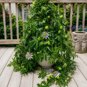 Healthy Passion Flower Plant (Passiflora caerulea) growing in a pot with exotic blue and white flowers and lush green foliage