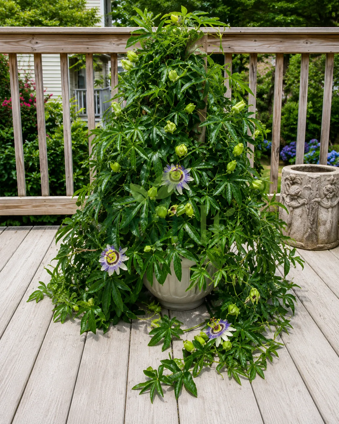 Healthy Passion Flower Plant (Passiflora caerulea) growing in a pot with exotic blue and white flowers and lush green foliage
