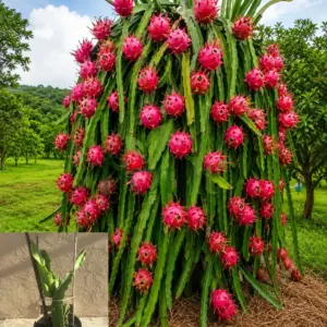 Dragon Fruit Plant loaded with ripe pink dragon fruits growing on a healthy climbing cactus with green stems