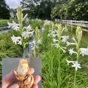 White tuberose flowers blooming in a field with healthy bulb shown in hand