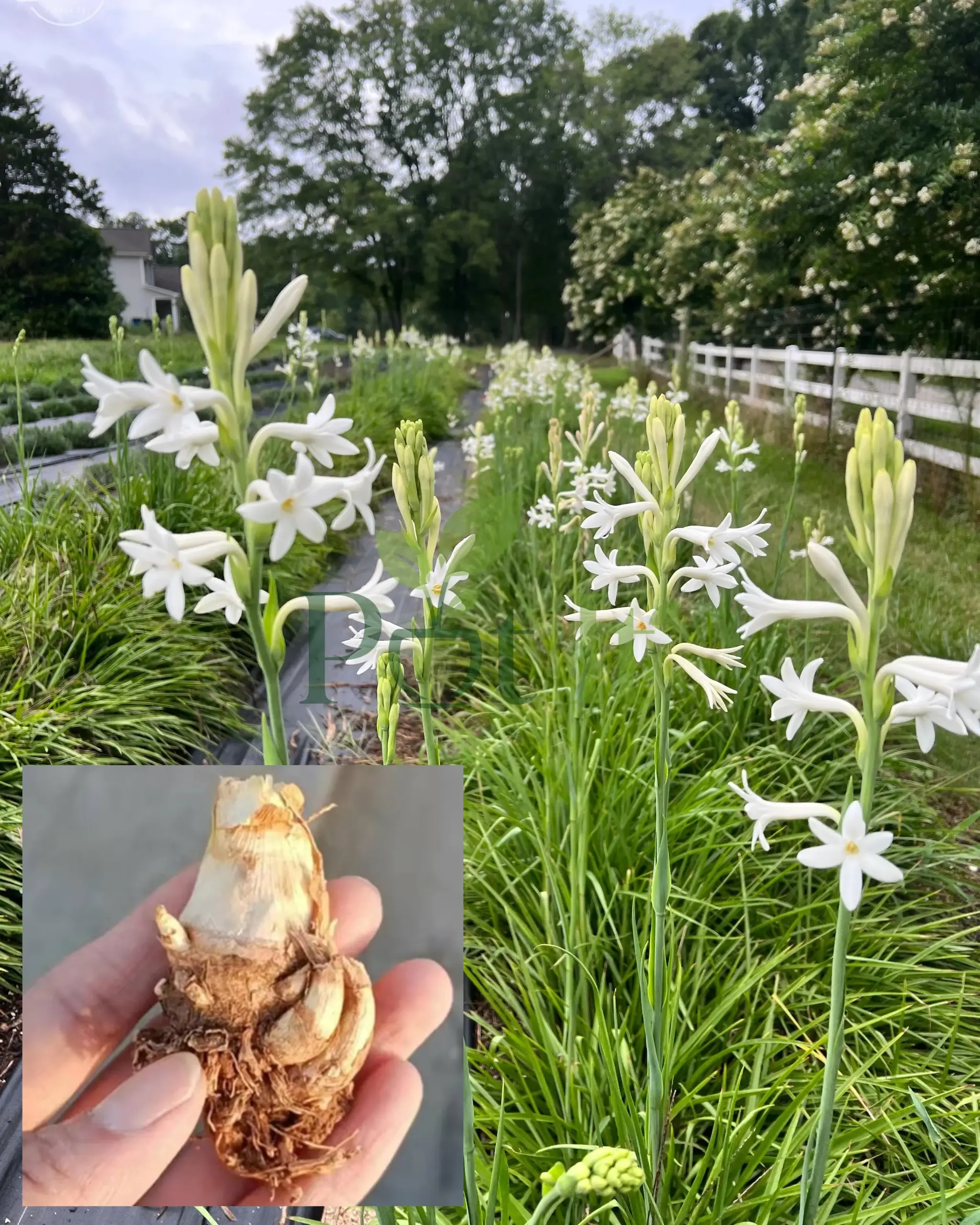 White tuberose flowers blooming in a field with healthy bulb shown in hand