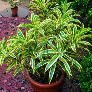 Healthy Dracaena Song of India plant with green and yellow variegated leaves growing in a decorative pot