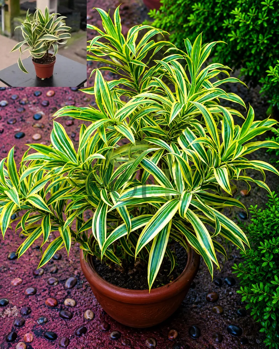 Healthy Dracaena Song of India plant with green and yellow variegated leaves growing in a decorative pot
