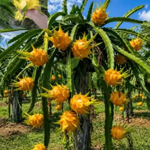 Yellow dragon fruit cactus plant bearing multiple ripe yellow dragon fruits in an orchard under a blue sky