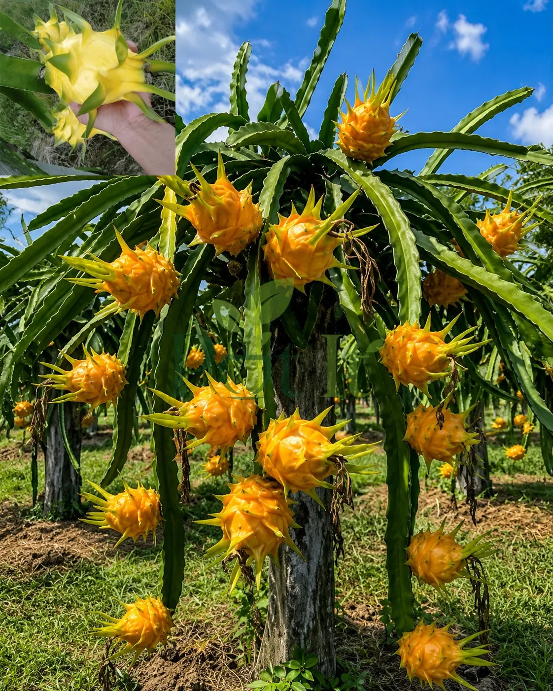 Yellow dragon fruit cactus plant bearing multiple ripe yellow dragon fruits in an orchard under a blue sky